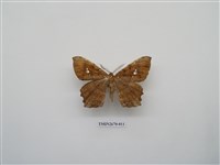 藏品(尺蛾213)的圖片